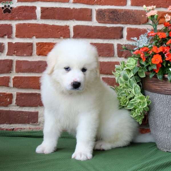Skip, Great Pyrenees Puppy